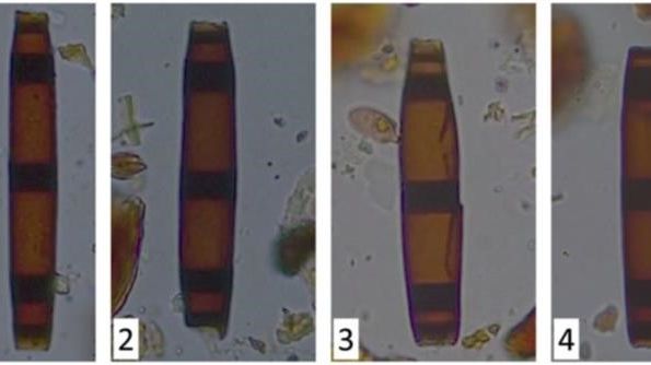 Samples of fossilised fungi, similar to those which will be examined during the three-year research project.