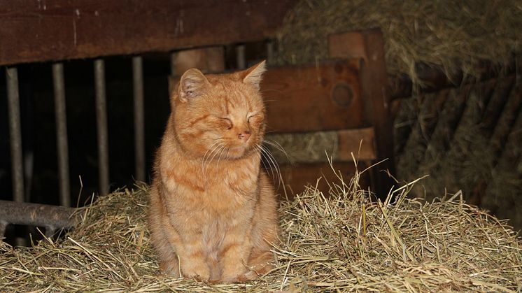 Weihnachten im Stall auf dem Klostergut Mößlitz: Bärenherz erhält beeindruckende Spende