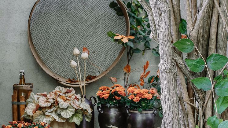 Sensommaren är en härlig tid. Två favoriter är krysantemum och alunrot. Foto: Åsa Myrberg