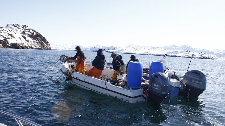 RS17827_Fishers retrieving catch from lumpfish gillnets
