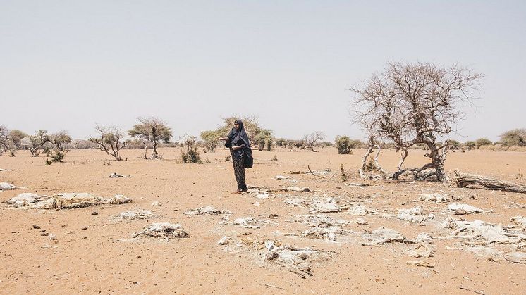 Mareya är jordbrukare i Kenya. Av hennes 31 boskap har hon bara 7 kvar, resten har dött på grund av torkan.  Foto: Khadija Farah/Oxfam