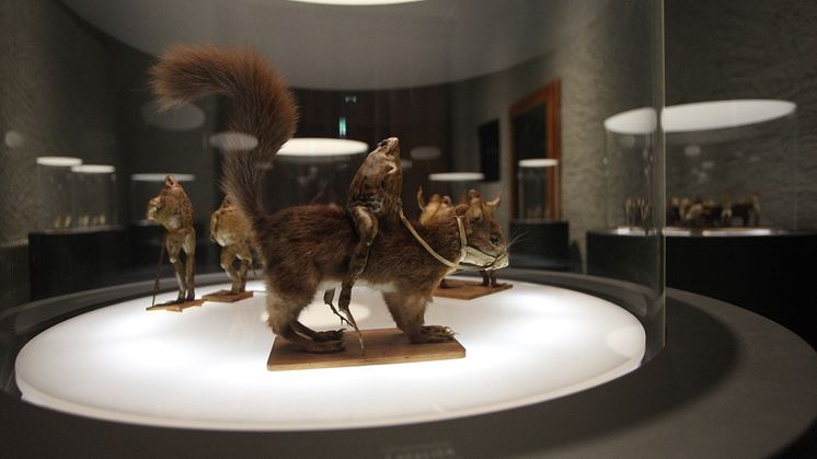 Exponat im Froschmuseum