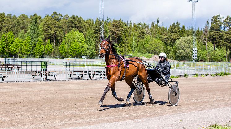 Trav kommer till Realgymnasiet i Halmstad