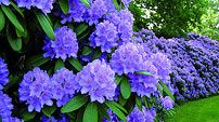 Blommande rhododendron och kungliga trädgårdsvisioner på Sofiero