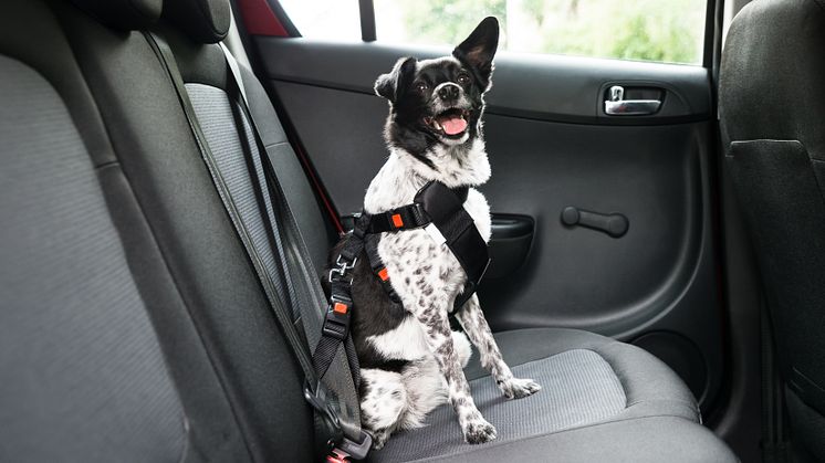 Et eksempel på hvordan du kan sikre hunden din i bil