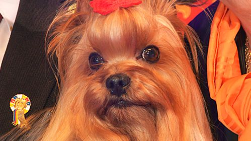 Yorkshireterrier blev Best in Show