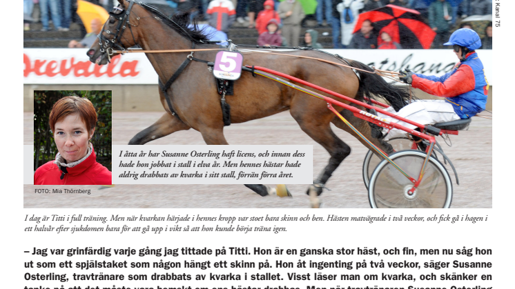 Vad händer ekonomiskt när kvarkan slår till? Travtränaren Susanne Osterling berättar hur hon drabbades