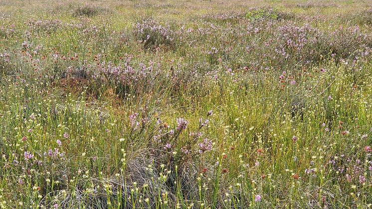 Kroppefjälls norra våtmarker. Nytt naturreservat i södra Dalsland. Foto: Länsstyrelsen i Västra Götaland
