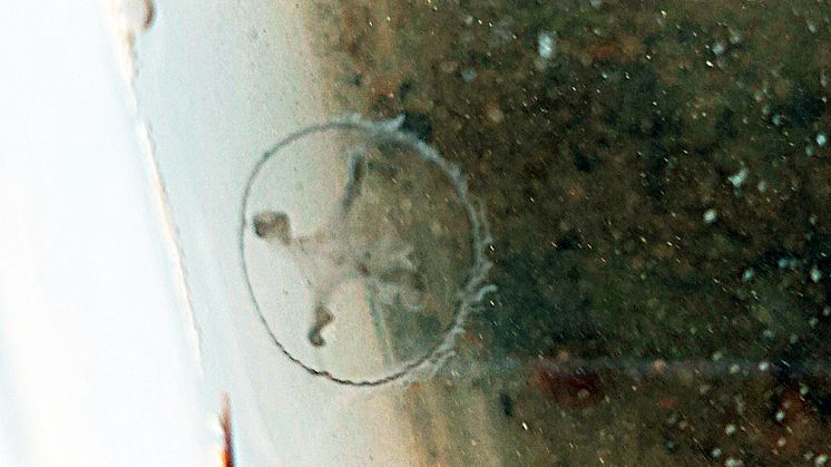 En av de kinesiska sötvattensmaneterna som badgästerna hittade i Vällsjön. Arten blir inte större än 2,5 centimeter. Foto: Ida Olinder.