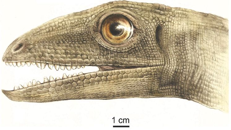Silesaurus
