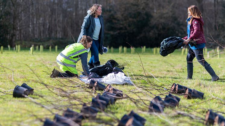 tree planting 3.jpg