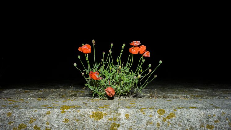 #68 Papaver rhoeas, från serien Unwanted, 2018 © Anna Cherednikova