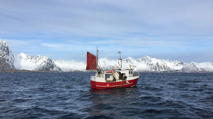 Bateau de pêche au cabillaud Skrei dans les Lofoten