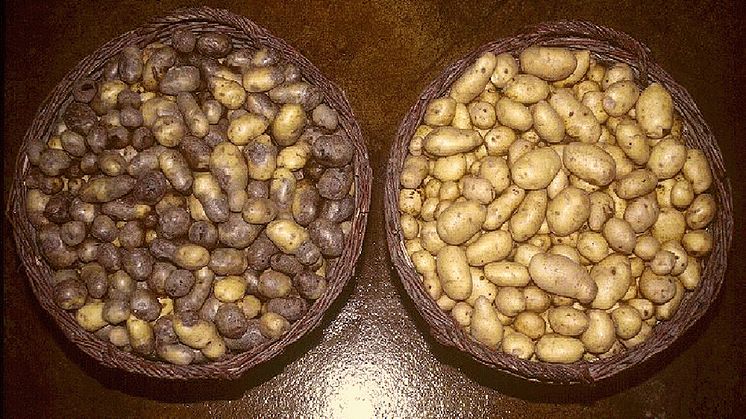 potatis-brunrota-ba-960