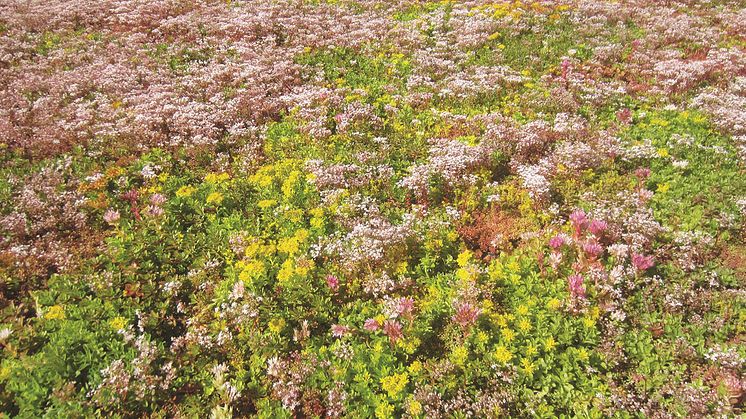 ​Urbangreen bygger Miljötak på Arlanda
