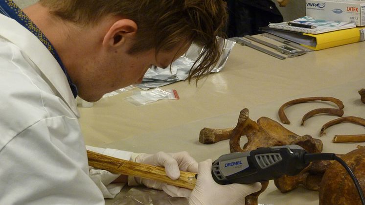 Bone sample for isotope analysis 