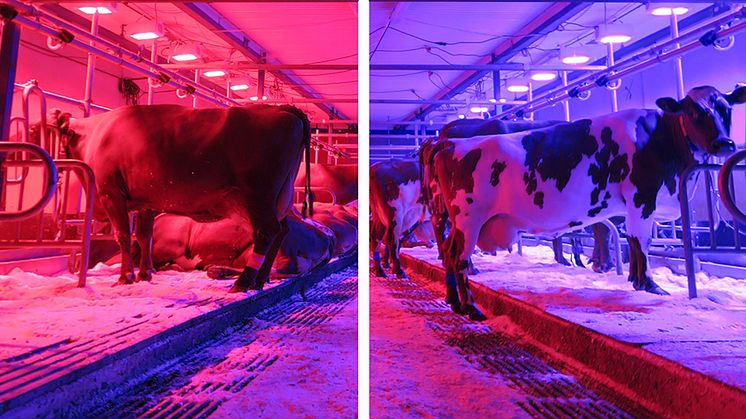 Kor som har dagsljusbelysning i form av rött respektive blått LED-ljus. Foto: Sofia Lindkvist
