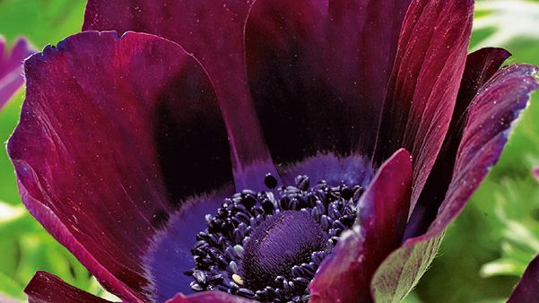 Bukettanemon 'Bordeaux' Blomsterlandet 2023