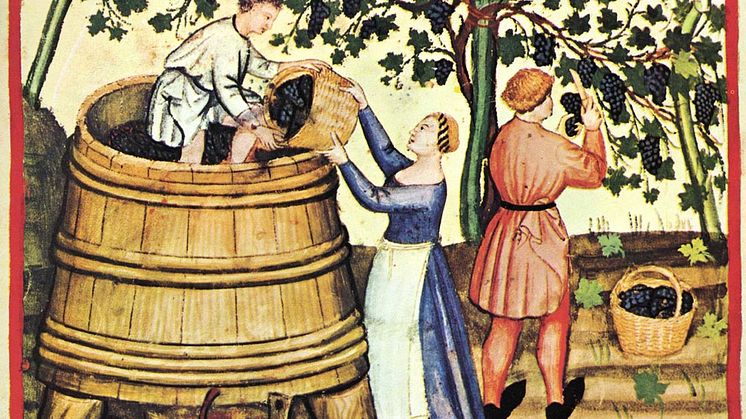 Vinsmaking med middelaldersk vri