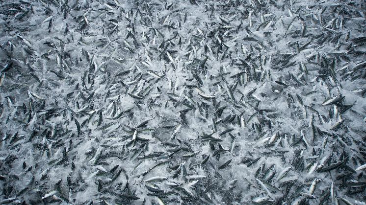 Norwegian mackerel exports down in September