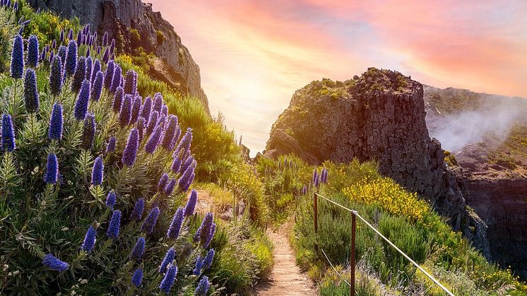 Jetzt Blumeninsel Madeira virtuell mit alltours bereisen