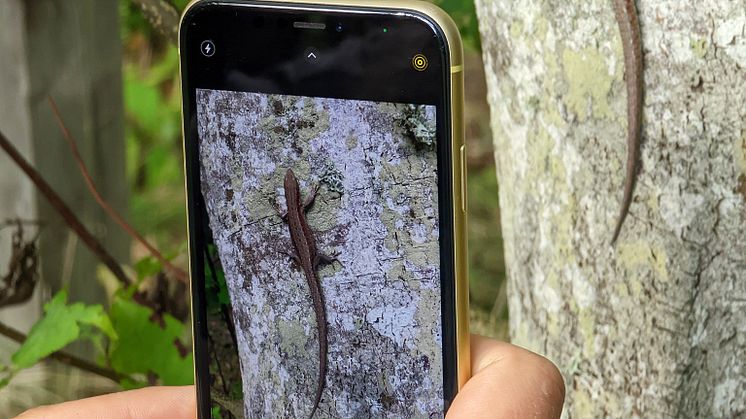 Artbestämning för att rapportera Foto Anders Tukler