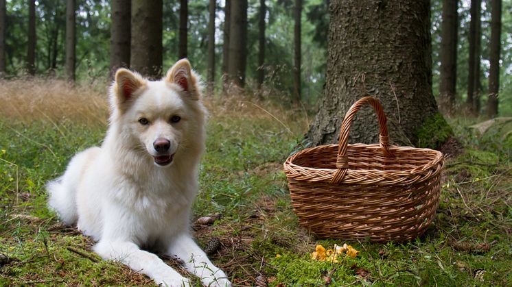 Hund i svampskogen