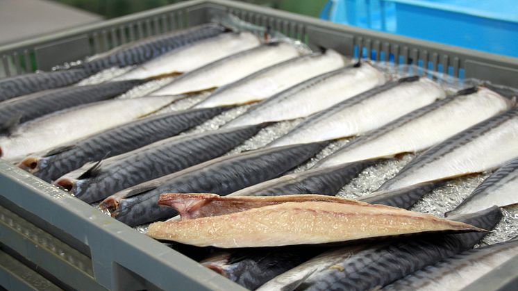 Norwegian pelagic exports worth NOK 3.3 billion in first half of 2017