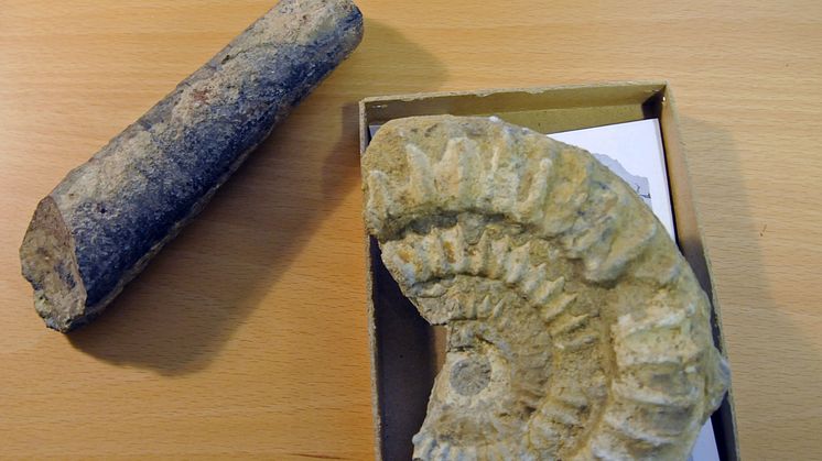 Fossil