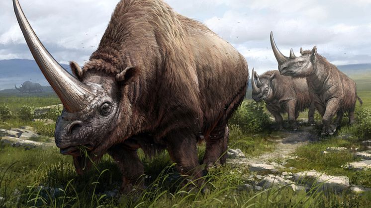 I förgrunden sibirisk enhörning (Elasmotherium sibiricum), bakom den två exemplar av Mercks noshörning (Stephanorhinus  kirchbergensis). I  bakgrunden en ullhårig noshörning (Coelodonta antiquitatis).  Illustration: Beth Zaiken