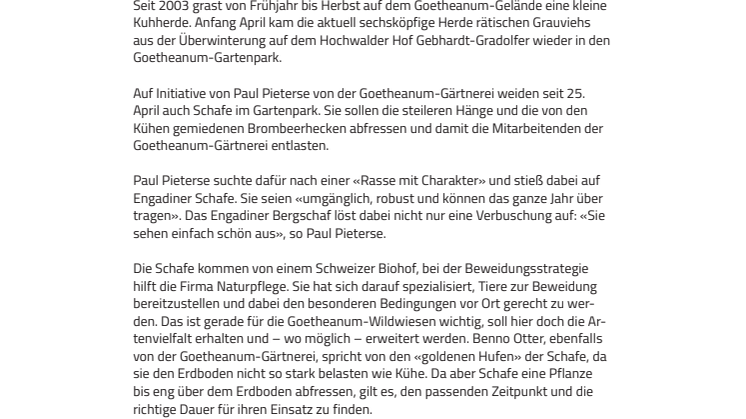 Goetheanum-Gartenpark: Neu weiden hier auch Schafe 