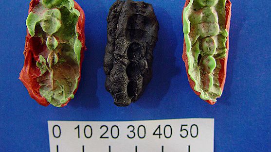 Avgjutningar till tuggummi funnet i Huseby Klev. Gipset fångar upp tandavtrycken. Foto: Verner Alexandersen