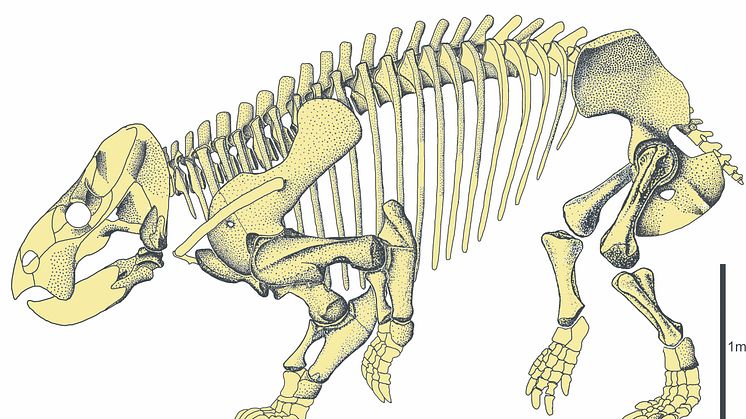 Upptäckten av Lisowicia är det första beviset för att däggdjurslika dicynondonter stora som elefanter levde samtidigt som de mer välkända långhalsade sauropodomorf-dinosaurierna. Credit: Tomasz Sulej
