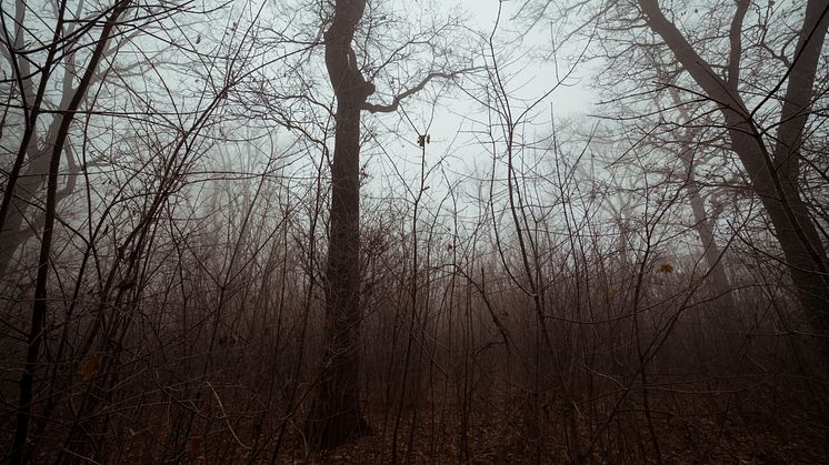 10. Blair Witch Project