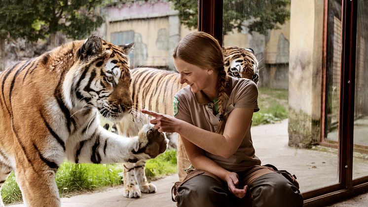 Tiger_2016-06-15_003.jpg