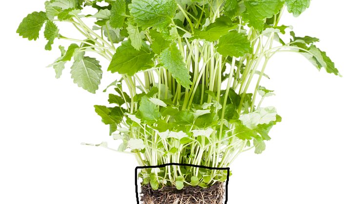 Citronmeliss (Melissa officinalis)
