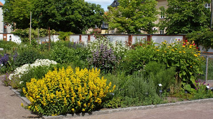 Botaniska trädgården arkiv