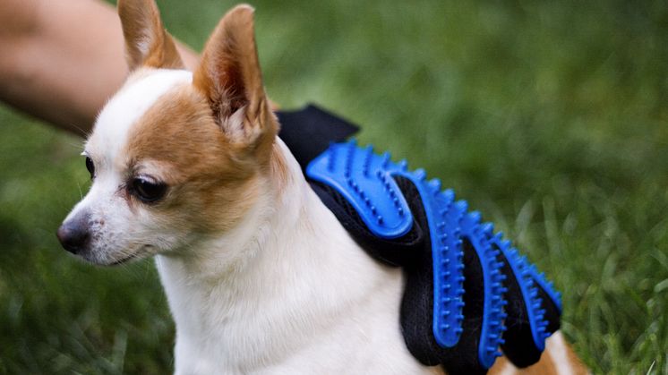 Borsthandske till hund & katt