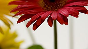 Månadens blomma – juli 2008 