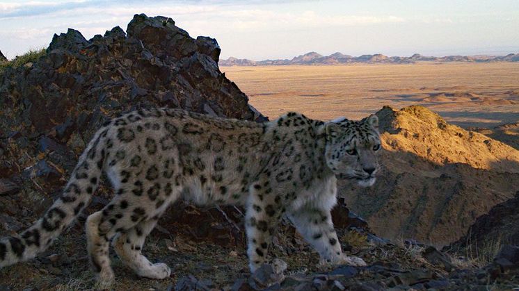 Snöleopard fotad med viltkamera i Mongoliet. Foto: Snow Leopard Trust