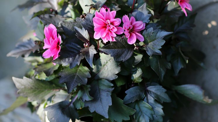 Dahlia Dreamy