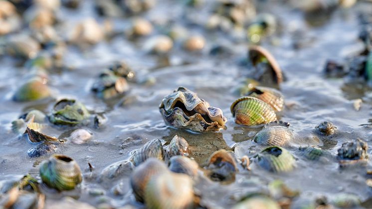 Wittmund_Muscheln_am_Wattenmeer;_Wattwanderzentrum_Ostfriesland