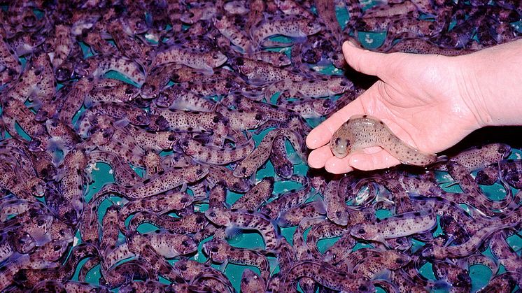 Fry spotted wolffish 