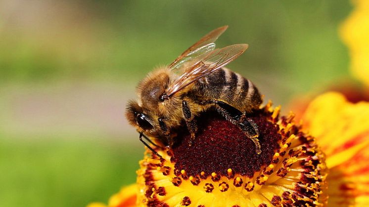 Honungsbi på blomma. Foto: Mostphotos