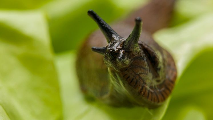 09_Slug_lettuce_Arion_Neudorff.jpg