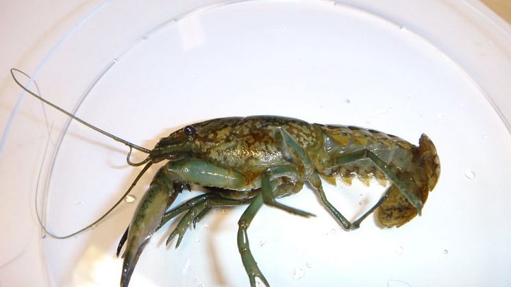 Nya fynd av misstänkt marmorkräfta har hittats i Västsverige