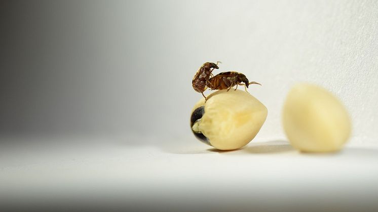 Callosobruchus maculatus mating