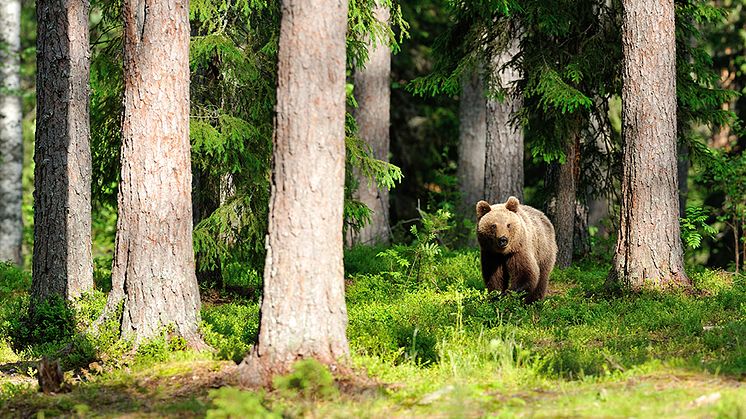 Så många björnar får fällas i Värmland 2023