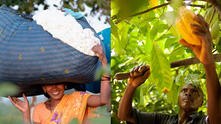 Försäljning av Fairtrade-märkt bomull och kakao ökar. Fotograf: Didier Gentilhomme och Éric St-Pierre. Bomullsodlare från Chetna Organic, Indien och kakaoodlare från CANN i Elfenbenskusten.