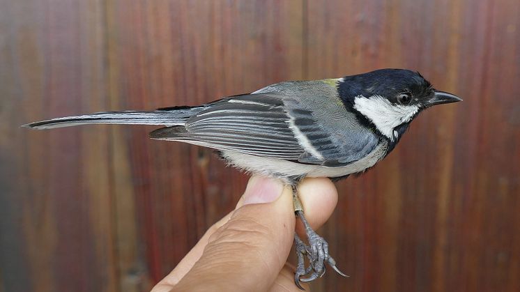 Talgoxe Parus minor artatus Hunan, Kina Foto Per Alström
